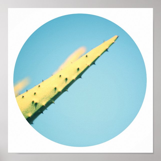 Stilfull Grön Kaktus Taggar Blå Himmel Affisch (Framsidan)