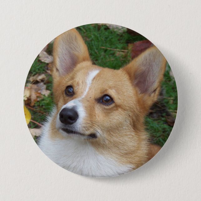 Stilig Corgi Knapp (Framsida)