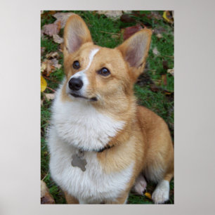 Stilig Corgi Poster