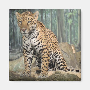 Stilig jaguar magnet