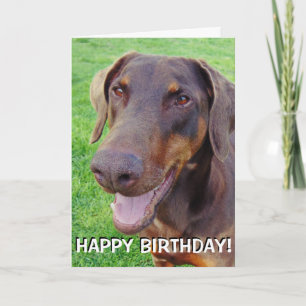 Stilig le röd doberman kort