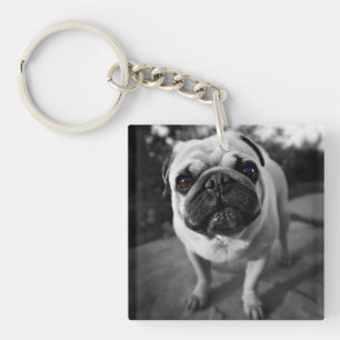 Stilig mops