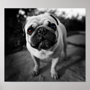 Stilig mops poster