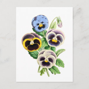 Stiliga Stiefmütteror Växtillustration Vykort