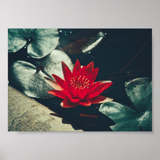 Stiliserad röd Grönt Vatten Lily Flower Plants Pos Poster (Framsidan)