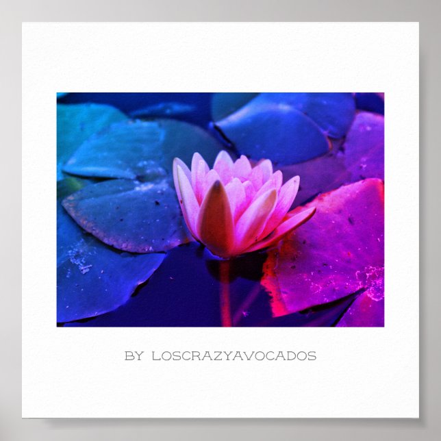 Stiliserad Rosa Vatten Lily Poster lägre växter (Framsidan)