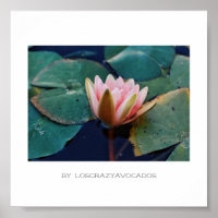 Stiliserad Rosa Vatten Lily Poster lägre växter