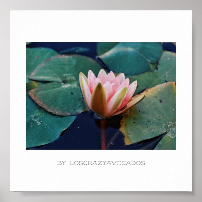 Stiliserad Rosa Vatten Lily Poster lägre växter (Framsidan)