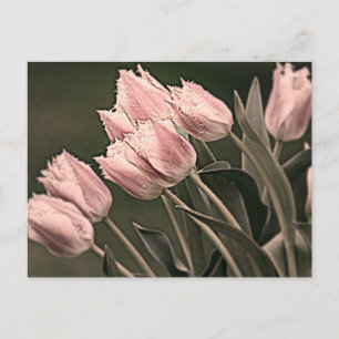Stiliserade tuliper vykort