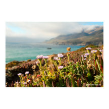 Stilla havet Blommor Fotografi