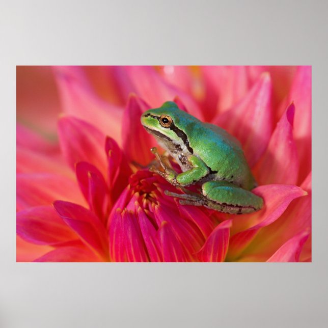 Stilla träd groda på blommor i vår trädgård, 4 poster (Framsidan)