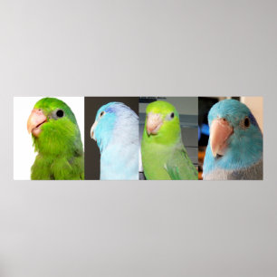 Stillahavs- fåglar för Parrotlets gröntblått Poster