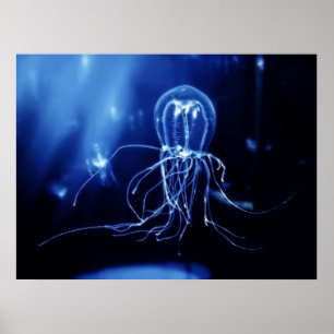 Stillahavs- fluorescerande manet poster