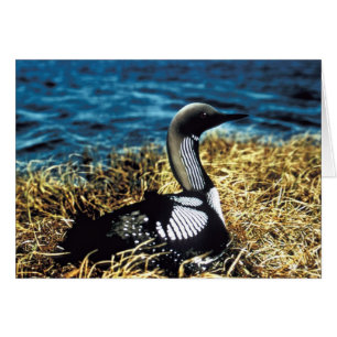 Stillahavs- Loon Hälsningskort