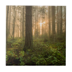Stillahavs- Northwest dimmig morgon för skog Kakelplatta