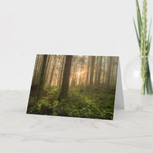 Stillahavs- Northwest dimmig morgon för skog Kort
