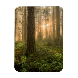 Stillahavs- Northwest dimmig morgon för skog Magnet