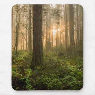 Stillahavs- Northwest dimmig morgon för skog Musmatta