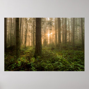 Stillahavs- Northwest dimmig morgon för skog Poster
