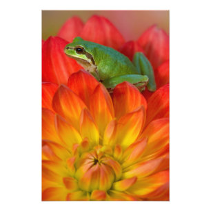 Stillahavsgrodan på blommor fototryck