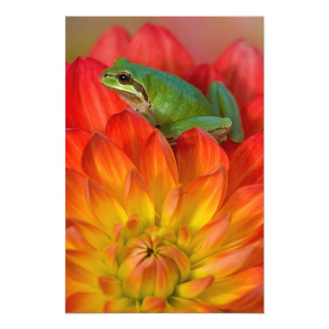 Stillahavsgrodan på blommor fototryck (Framsidan)