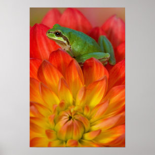 Stillahavsgrodan på blommor poster