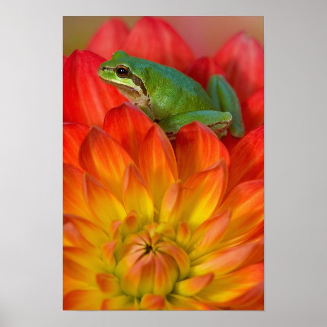 Stillahavsgrodan på blommor poster (Framsidan)