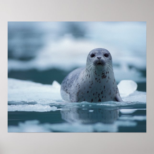 stillahavsknubbsäl, Phoca vitulina richardsi Poster (Framsidan)