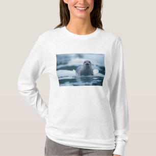 stillahavsknubbsäl, Phoca vitulina richardsi Tee