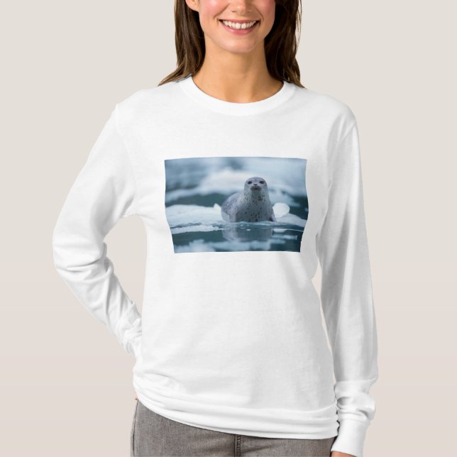 stillahavsknubbsäl, Phoca vitulina richardsi Tee (Framsida)