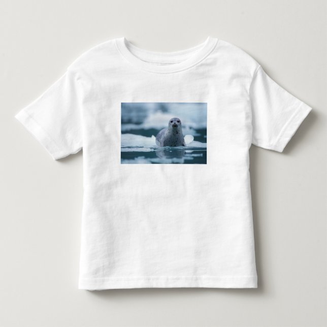 stillahavsknubbsäl, Phoca vitulina richardsi Tee (Framsida)