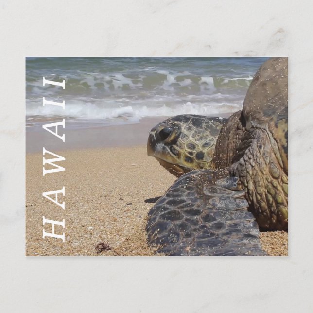 Stillahavsområdet - Beach Sea Turtle Hawaii Vykort (Framsida)