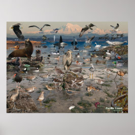 Stillahavsområdet Kusten Poster