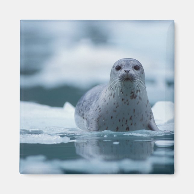 stillahavssäl, Phoca vitulina richardsi Magnet (Framsidan)