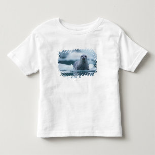 stillahavssäl, Phoca vitulina richardsi Tee