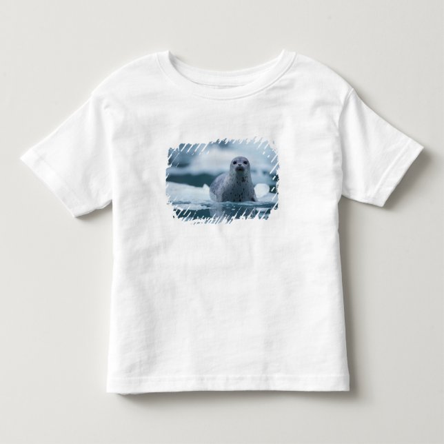 stillahavssäl, Phoca vitulina richardsi Tee (Framsida)