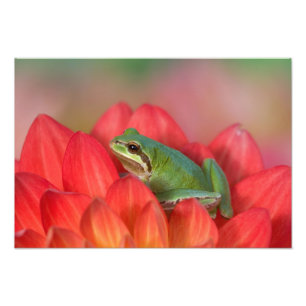 Stillahavsträdfrosk på blommor i vår trädgård fototryck