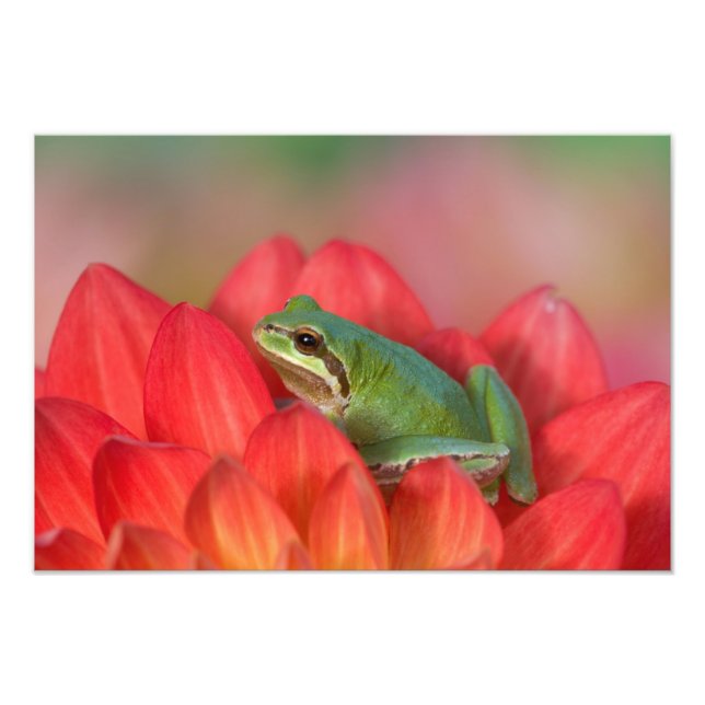 Stillahavsträdfrosk på blommor i vår trädgård fototryck (Framsidan)