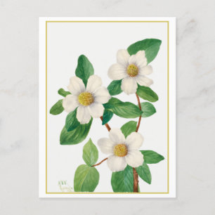 Stillbild av botanisk illustration av Stillbarksdu Vykort