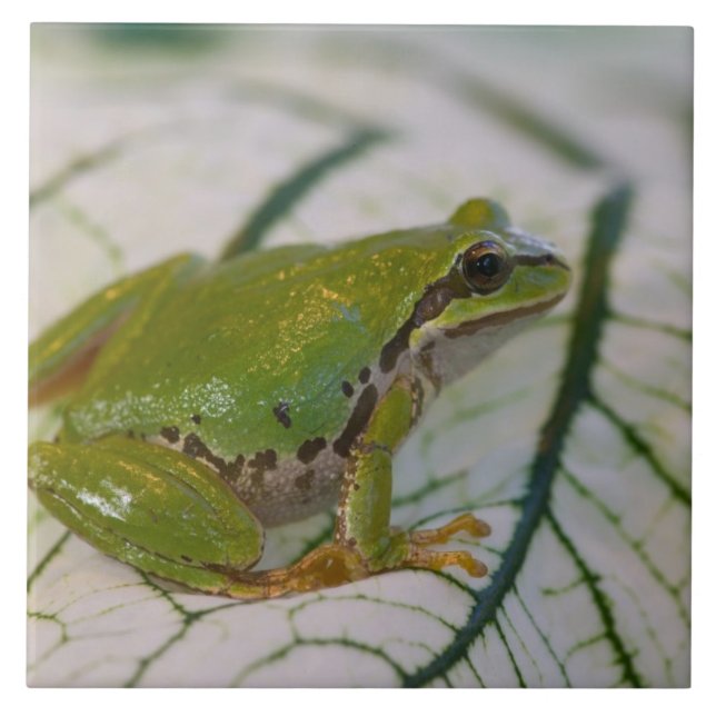 Stillbild av Stillbild av Stillbild av trädgrodor  Kakelplatta (Framsidan)