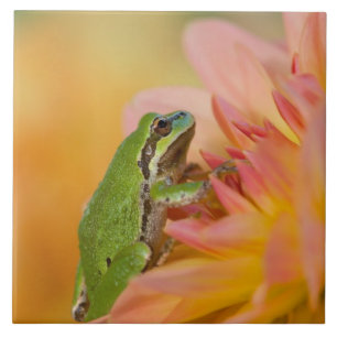 Stillbild av Stillträdet groda på blommor i vår tr Kakelplatta