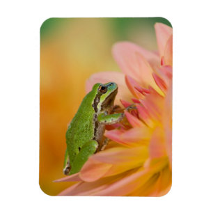 Stillbild av Stillträdsgroda på blommor i vår träd Magnet