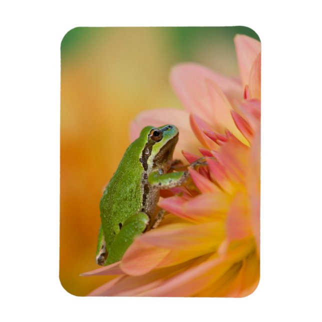 Stillbild av Stillträdsgroda på blommor i vår träd Magnet (Vertikal)