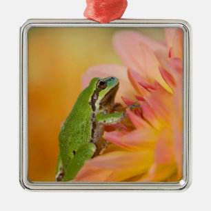 Stillbild på Stillahavsgrodor på blommor i vår trä Julgransprydnad Metall