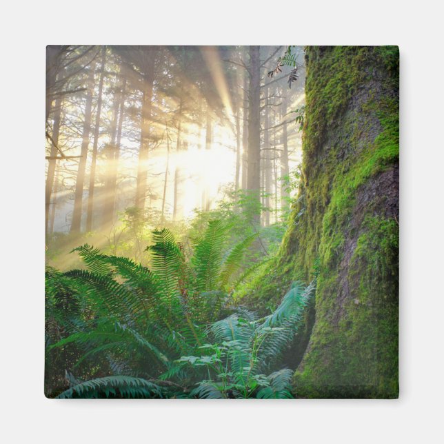 Stillerskogsregionens skogar, Oregon Magnet (Framsidan)