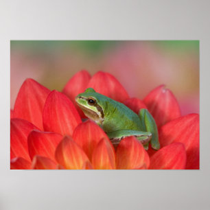 Stillträdet groda på blommor i trädgården poster