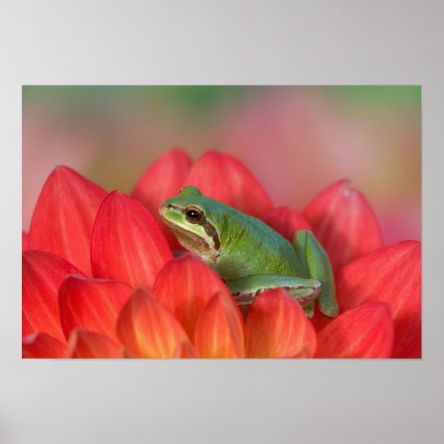 Stillträdet groda på blommor i trädgården poster (Framsidan)