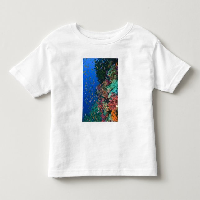 Stim av änglahavsabborre (Pseudanthias Tee (Framsida)