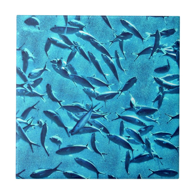 Stim av fisken kakelplatta (Framsidan)