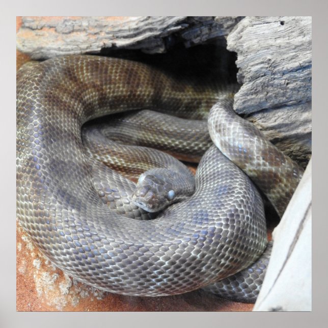 Stimson's Python Poster (Framsidan)